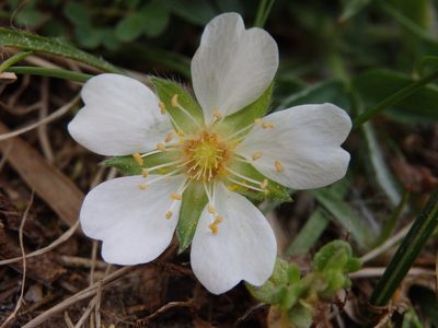 Potentilla montana, photographed by Carminda Santos