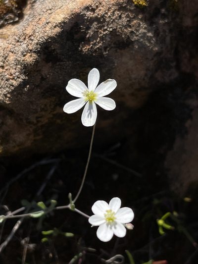 Meconella californica, photographed by Dee Shea Himes