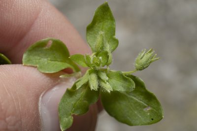 Stellaria apetala, photographed by Eleftherios Katsillis