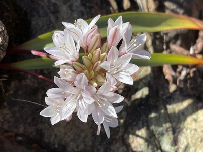 Allium cratericola, photographed by Dee Shea Himes