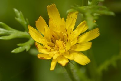 Hypochaeris achyrophorus, photographed by Eleftherios Katsillis
