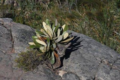 Oldenburgia papionum, photographed by Tony Rebelo