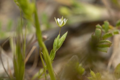 Sabulina tenuifolia, photographed by Eleftherios Katsillis