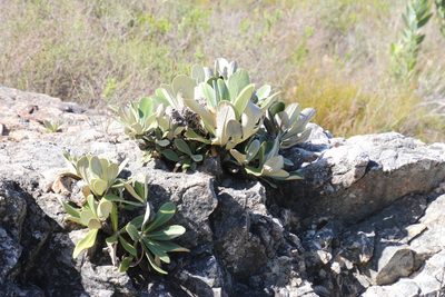 Oldenburgia papionum, photographed by Tony Rebelo