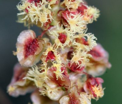 Rumex paucifolius, photographed by Steve Matson