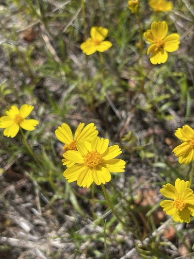Coreopsis stillmanii, photographed by Dee Shea Himes