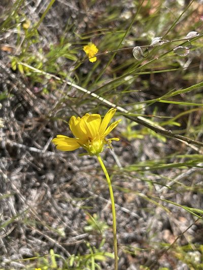 Coreopsis stillmanii, photographed by Dee Shea Himes