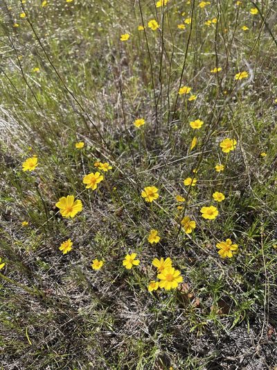 Coreopsis stillmanii, photographed by Dee Shea Himes