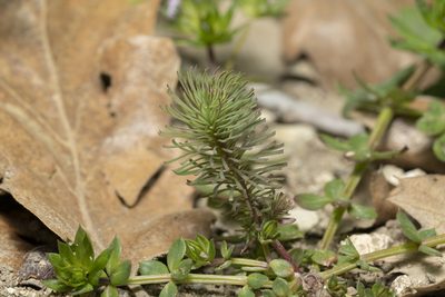 Euphorbia aleppica, photographed by Eleftherios Katsillis