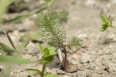 Euphorbia aleppica, photographed by Eleftherios Katsillis