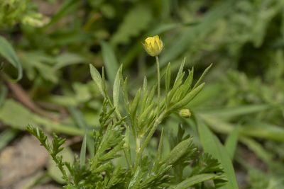 Ranunculus arvensis, photographed by Eleftherios Katsillis