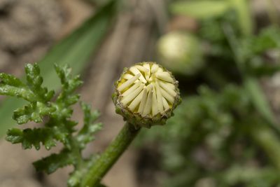 Cota amblyolepis, photographed by Eleftherios Katsillis