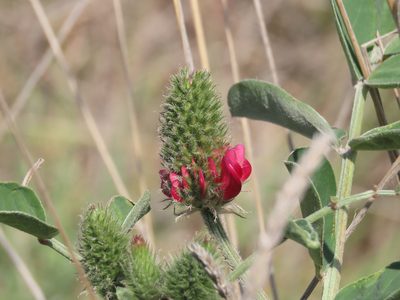 Sulla coronaria, photographed by Emanuele Santarelli