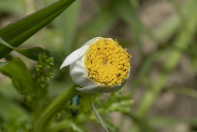 Cota amblyolepis, photographed by Eleftherios Katsillis