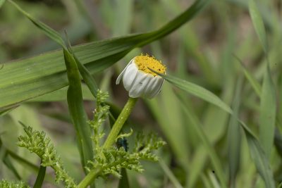 Cota amblyolepis, photographed by Eleftherios Katsillis