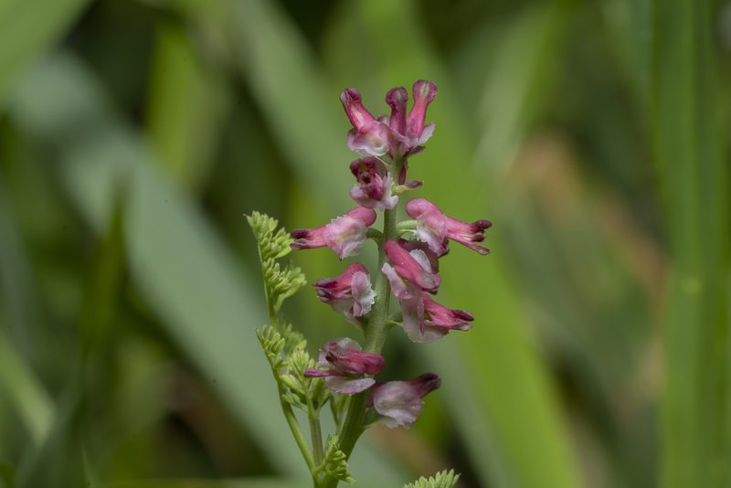 Fumaria densiflora, photographed by Eleftherios Katsillis