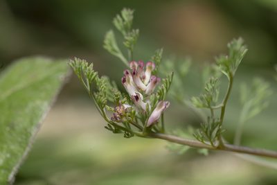 Fumaria parviflora, photographed by Eleftherios Katsillis