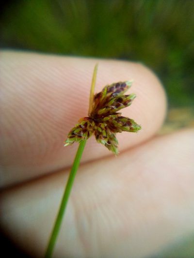 Isolepis inundata, photographed by Stephen Thorpe