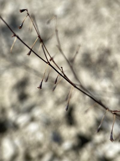 Eriogonum watsonii, photographed by Matt Berger