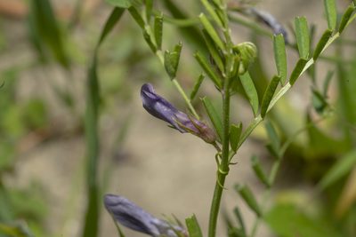 Vicia peregrina, photographed by Eleftherios Katsillis