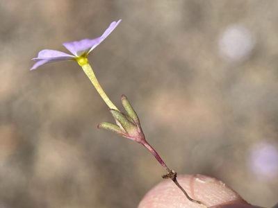 Gymnosteris nudicaulis, photographed by Matt Berger