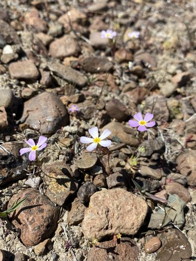 Gymnosteris nudicaulis, photographed by Matt Berger