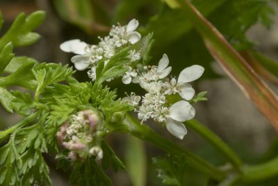 Orlaya daucoides, photographed by Eleftherios Katsillis