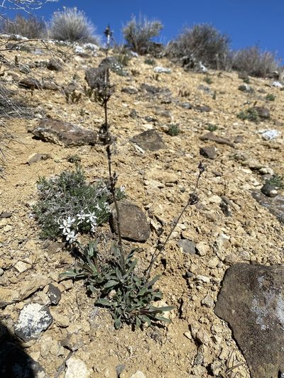 Penstemon miser, photographed by Matt Berger