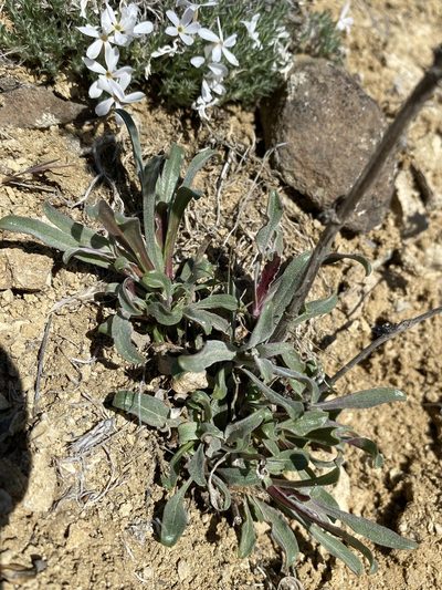 Penstemon miser, photographed by Matt Berger