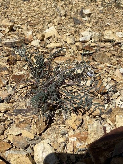 Astragalus obscurus, photographed by Matt Berger