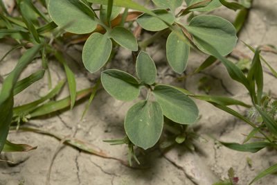 Leontice leontopetalum, photographed by Eleftherios Katsillis