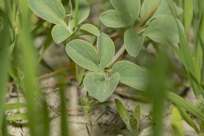 Leontice leontopetalum, photographed by Eleftherios Katsillis