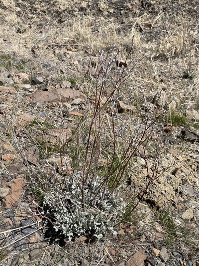 Eriogonum strictum, photographed by Matt Berger