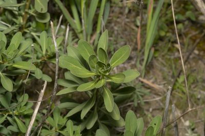 Haplophyllum buxbaumii, photographed by Eleftherios Katsillis