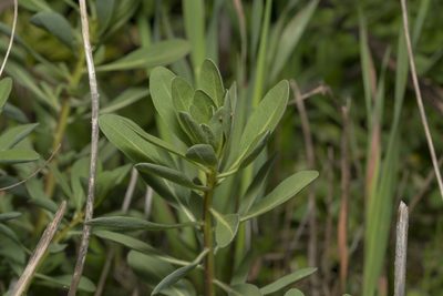 Haplophyllum buxbaumii, photographed by Eleftherios Katsillis