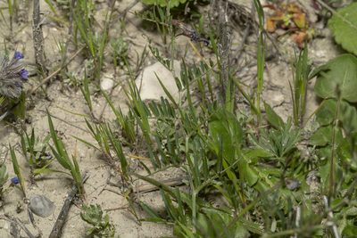 Vicia peregrina, photographed by Eleftherios Katsillis