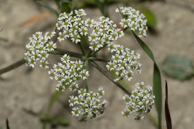 Bunium ferulaceum, photographed by Eleftherios Katsillis
