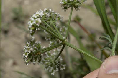 Bunium ferulaceum, photographed by Eleftherios Katsillis