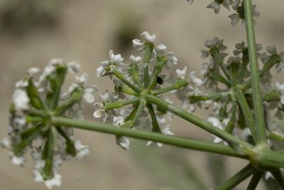 Bunium ferulaceum, photographed by Eleftherios Katsillis