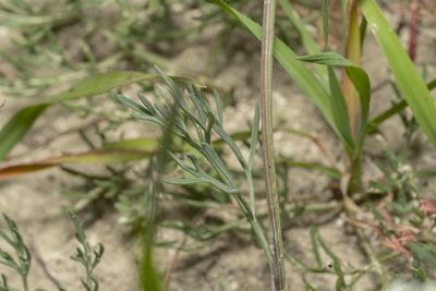 Bunium ferulaceum, photographed by Eleftherios Katsillis