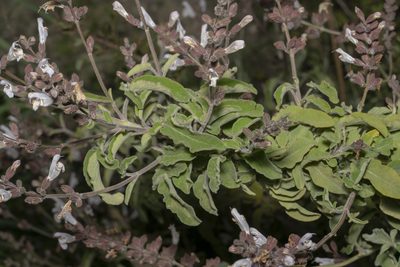 Salvia fruticosa, photographed by Eleftherios Katsillis