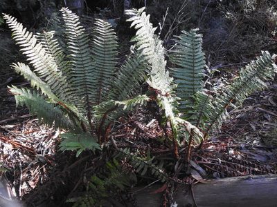 Dryopteris wallichiana, photographed by Rachel Stringham
