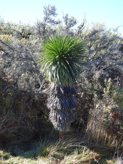 Argyroxiphium grayanum, photographed by Rachel Stringham