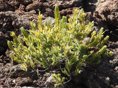 Dubautia menziesii, photographed by Rachel Stringham