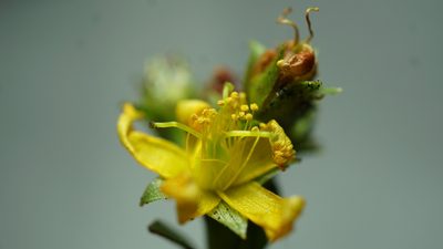 Hypericum mexicanum, photographed by Jairo Pinto