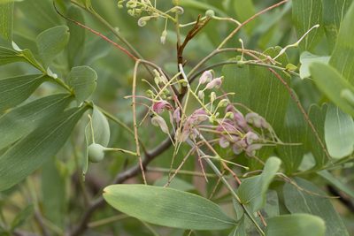 Grevillea decurrens, photographed by Kym Nicolson