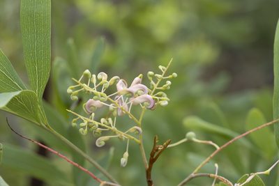 Grevillea decurrens, photographed by Kym Nicolson