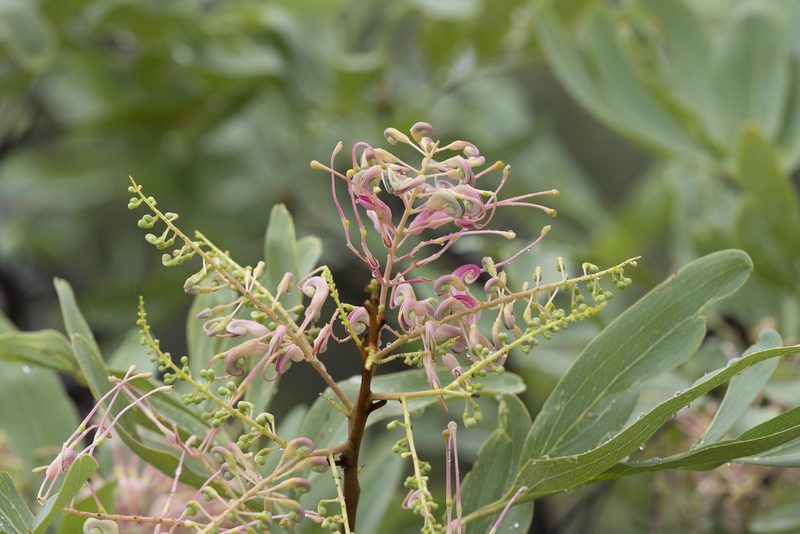 Grevillea decurrens, photographed by Kym Nicolson