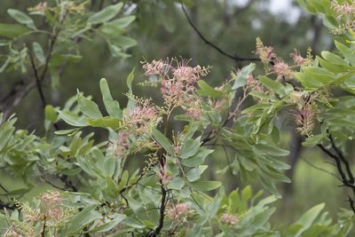Grevillea decurrens, photographed by Kym Nicolson