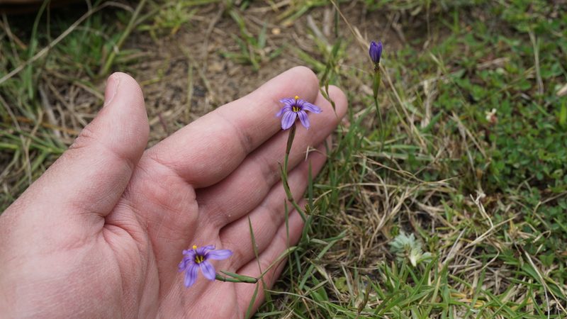 Sisyrinchium chilense, photographed by Jairo Pinto